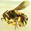 Anthidium manicatum